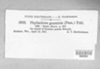 Phyllachora graminis image